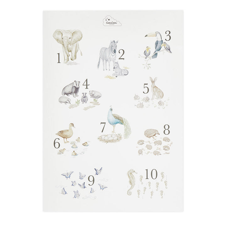 Cam-Cam-Nummer Poster